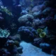 Aquariums in Tennessee