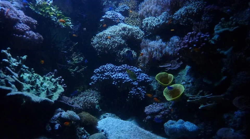 Aquariums in Tennessee