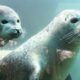 Aquariums in Washington