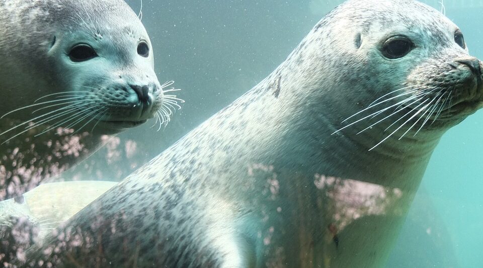 Aquariums in Washington