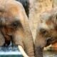 Montgomery Zoo