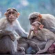 Zoos in Alabama