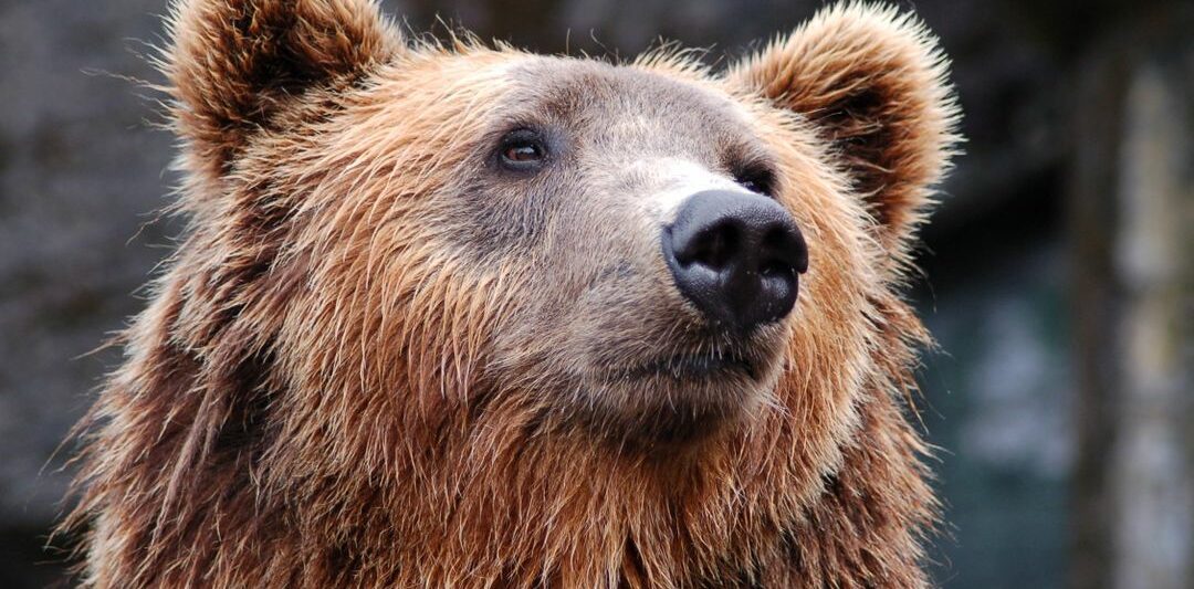 Zoos in Alaska