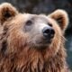Zoos in Alaska