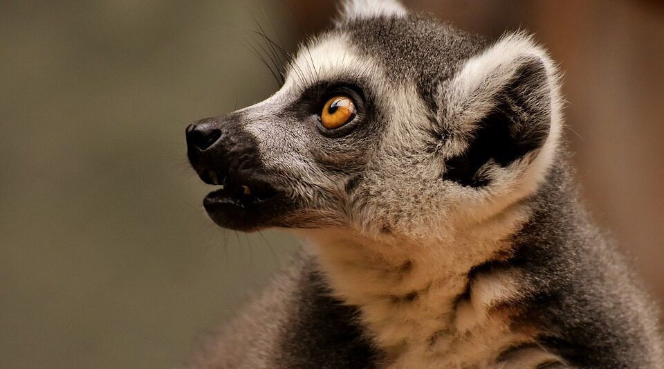 Zoos in Arizona