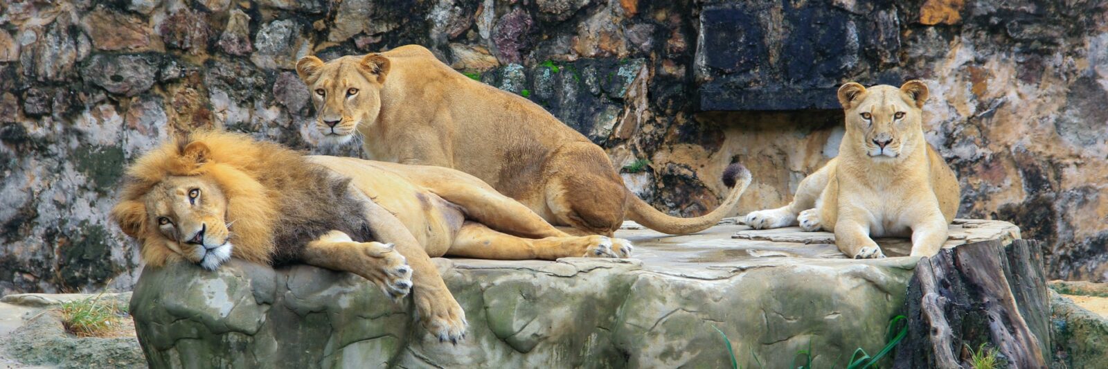 Zoos in Colorado