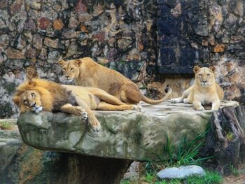 Zoos in Colorado