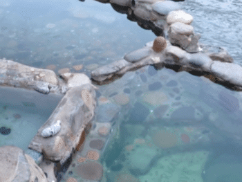 Remington Hot Springs
