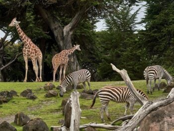 Zoos in Georgia