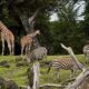 Zoos in Georgia
