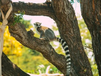 Zoos in Hawaii