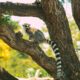 Zoos in Hawaii
