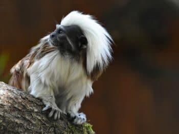 Zoos in Idaho
