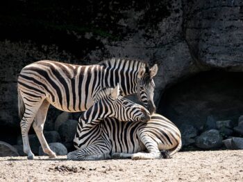 Zoos in Illinois