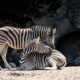 Zoos in Illinois