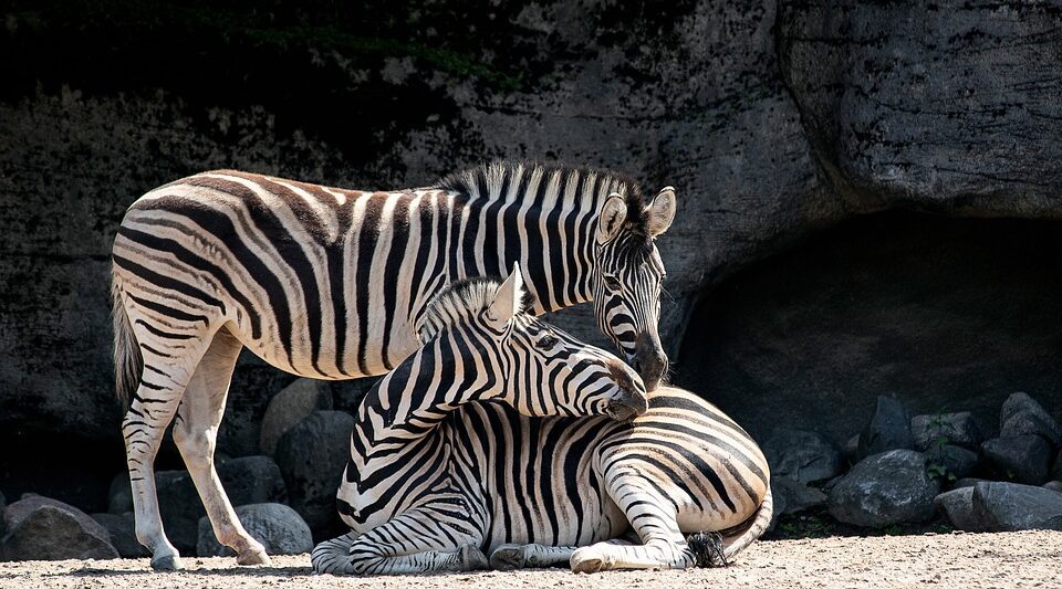 Zoos in Illinois