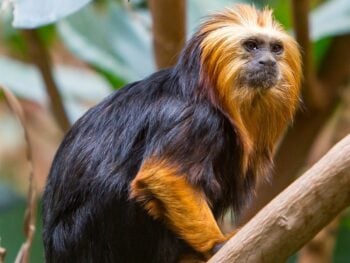 Zoos in Maryland