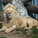 Zoos in Massachusetts