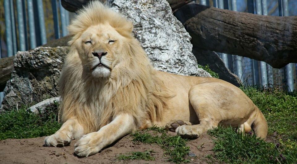 Zoos in Massachusetts