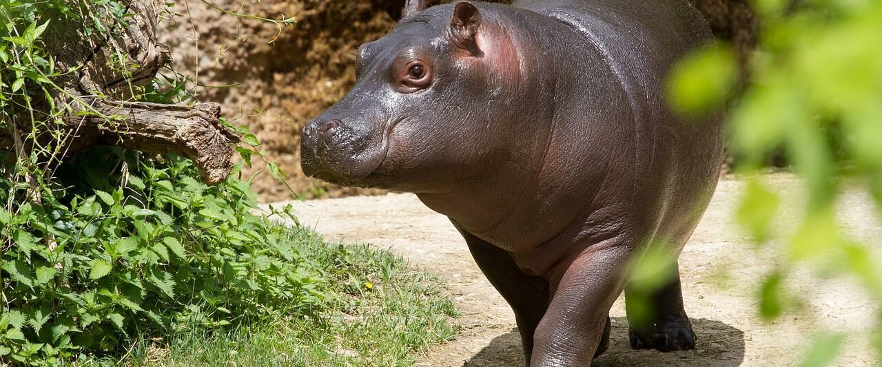 Zoos in Mississippi