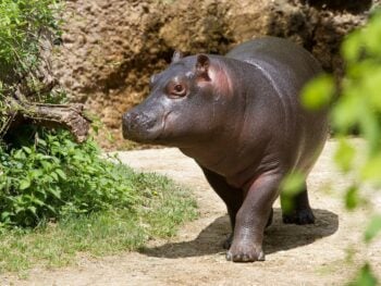 Zoos in Mississippi