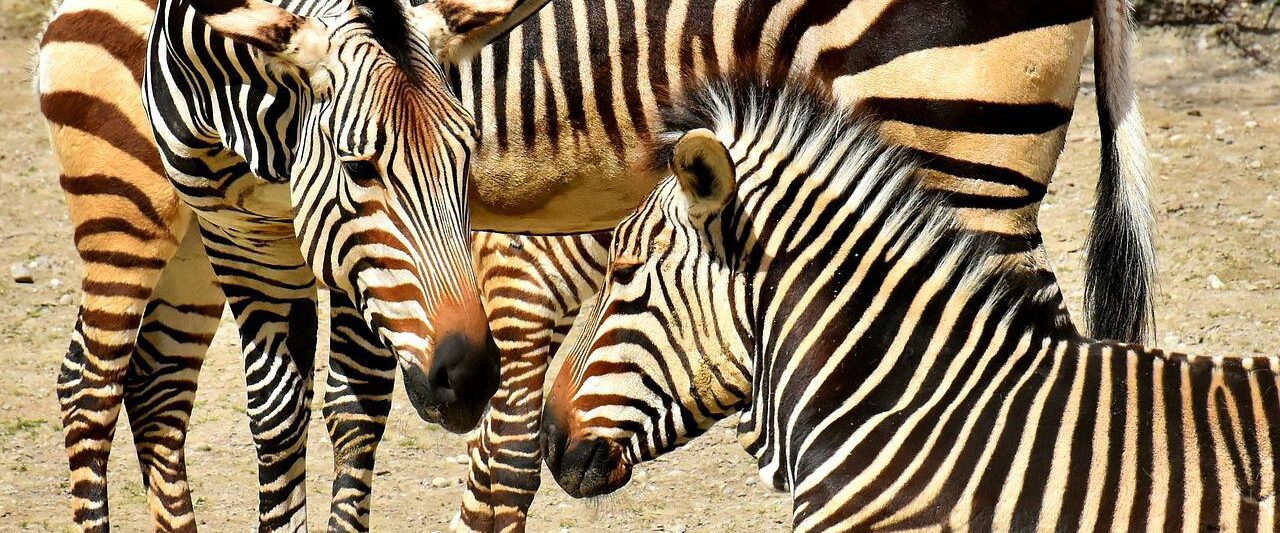 Zoos in New Jersey