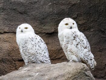 Zoos in New Mexico