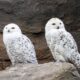 Zoos in New Mexico