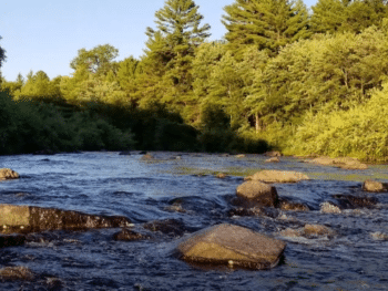 Black River State Forest Camping