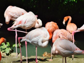Pittsburgh Zoo