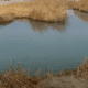 Tecopa Hot Spring
