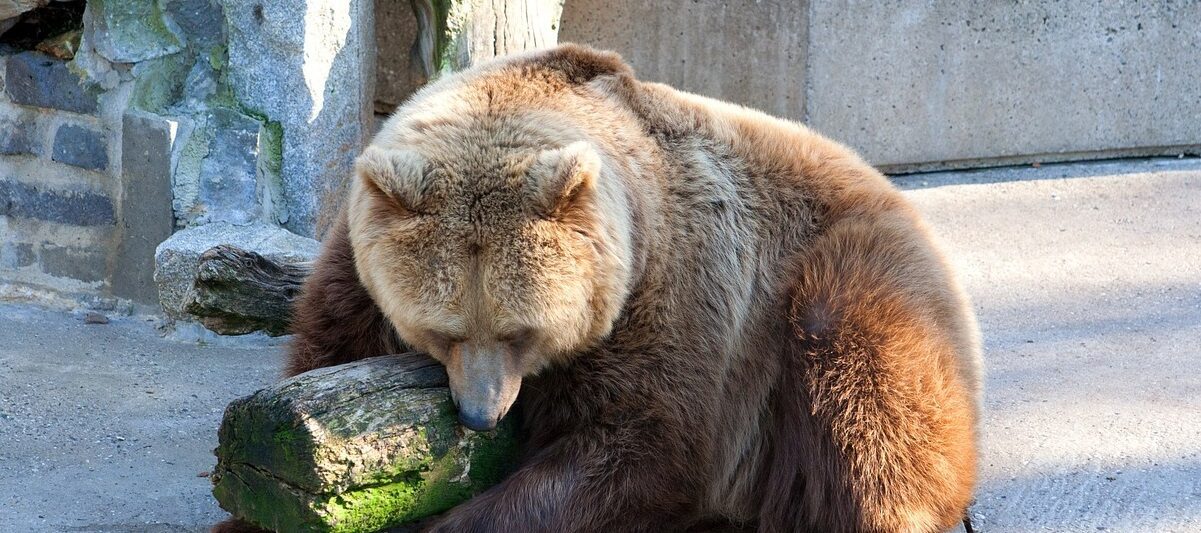 Zoos in North Carolina