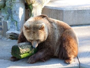 Zoos in North Carolina