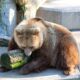 Zoos in North Carolina
