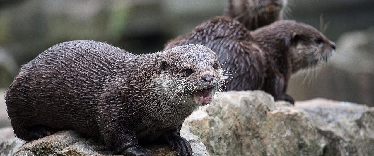 Zoos in North Dakota