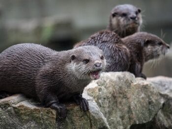 Zoos in North Dakota