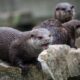 Zoos in North Dakota