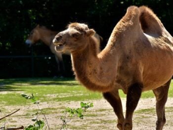 Zoos in Oregon