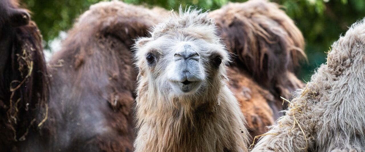 Zoos in South Carolina