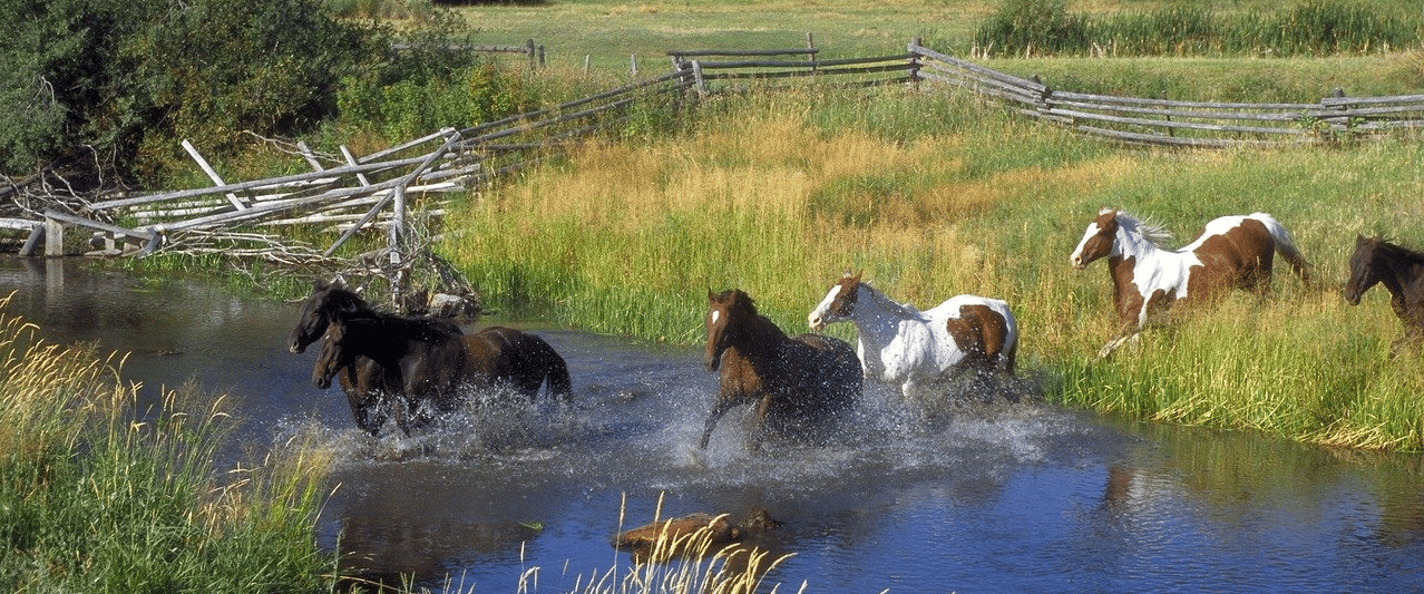 Things To Do in Montana