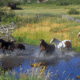 Things To Do in Montana