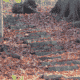 Hiking in Tennessee