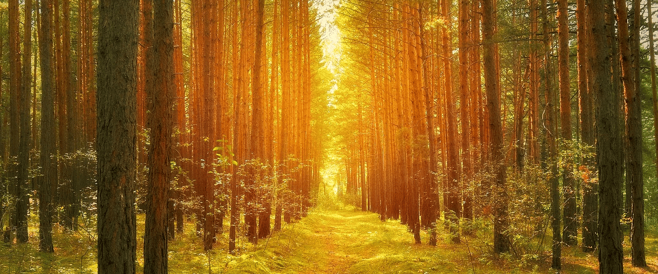 Hiking in West Virginia