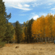 Camping in Flagstaff