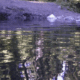 Baker Hot Springs