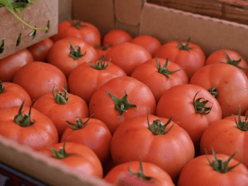 Farmers Market in Auburn