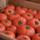 Farmers Market in Auburn