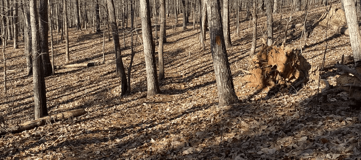 Moonshine Trail