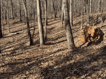 Moonshine Trail