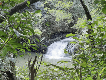 Twin Falls